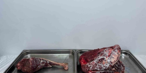 Karaman’da yaban keçisi avlayan şahıslara 954 bin 208 lira ceza