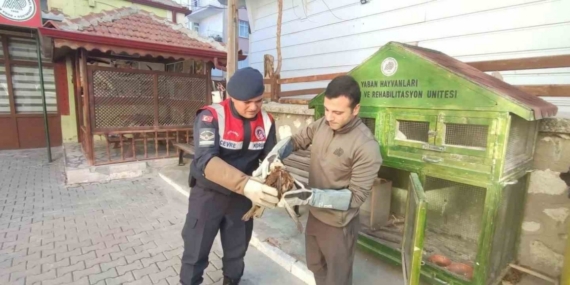 Karaman’da yaralı bulunan kızıl şahin koruma altına alındı