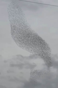 Karapınar’da sığırcık kuşları görsel şölen oluşturdu