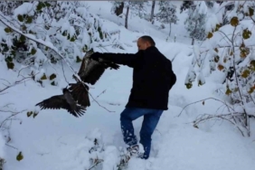 Kargayı atmacanın pençelerinden yoldan geçen vatandaşlar kurtardı