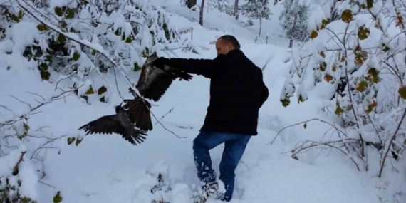Kargayı atmacanın pençelerinden yoldan geçen vatandaşlar kurtardı