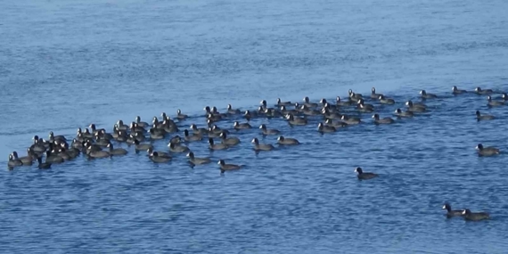 Kars’ın "Yerli Penguenleri" görev başında