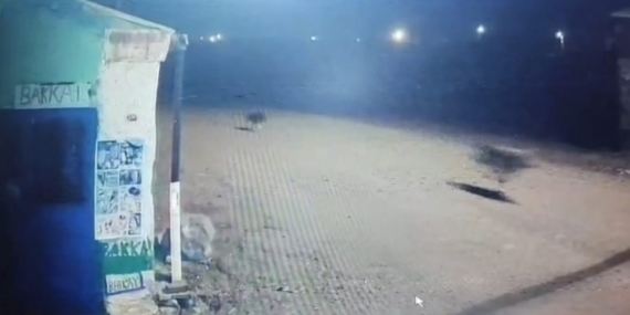 Kars’ta kurtlar tilkiyi, köpekler kurtları kovaladı