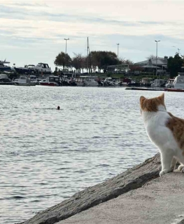 Kartal’da üşüten manzara: İki arkadaş soğukta denize girdi