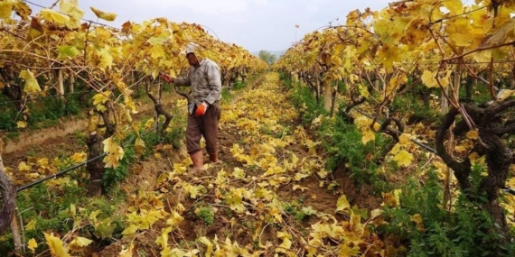 Kartpostallık görüntüler eşliğinde Sarıgöl’de budama çalışmaları sürüyor