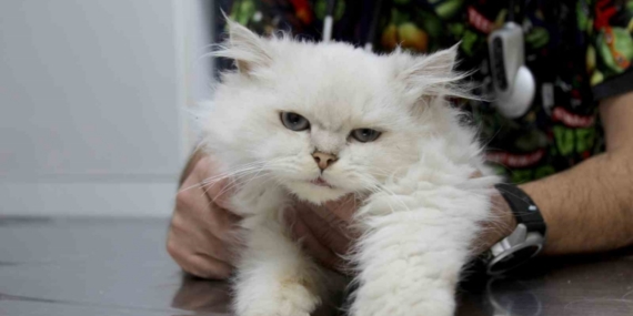 Kedide dünyada görülmemiş anomali: Başarılı operasyonla sağlığına kavuştu