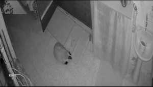 Kedilerinin mamasına dadanan porsuk için evine alarm sistemi kurdu