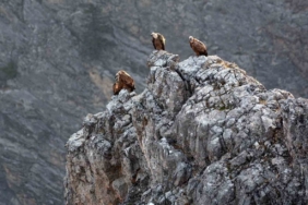 Kemaliye’de göçmen akbabalar görüntülendi
