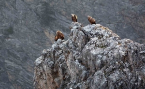 Kemaliye’de göçmen akbabalar görüntülendi