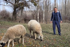 Kesmek için aldığı koyunlara şimdi antrenörlük yapıyor