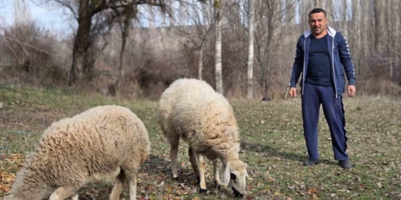 Kesmek için aldığı koyunlara şimdi antrenörlük yapıyor