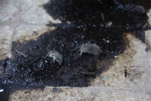 Kilis’te hijyen şartlarına aykırı üretim yapan işletmeye 105 bin TL ceza