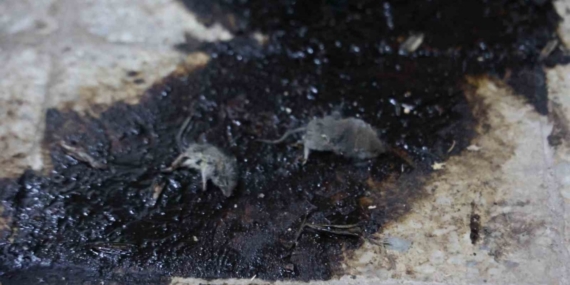 Kilis’te hijyen şartlarına aykırı üretim yapan işletmeye 105 bin TL ceza