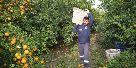 Kilogram fiyatı 2 TL’ye düşünce dalda çürümeye bırakılmıştı, 320 ton ürün vatandaşlara ücretsiz dağıtıldı