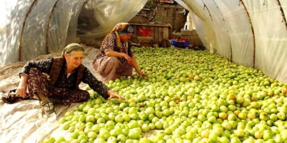Kırağı vurdu, gök domates seraya taşındı