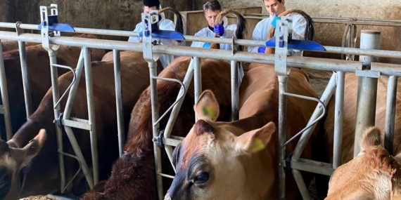 Kırklareli’nde büyükbaş hayvan işletmelerinde hastalıktan ari kontrolleri