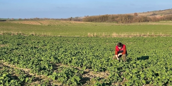 Kırklareli’nde kanola gelişimi inceleniyor