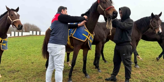 Kırklareli’nde safkan atlar aşılandı