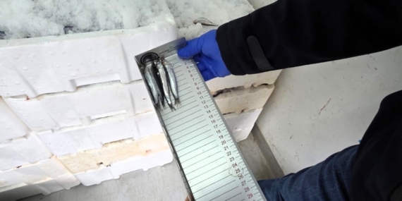 Kırklareli’nde su ürünleri denetimi