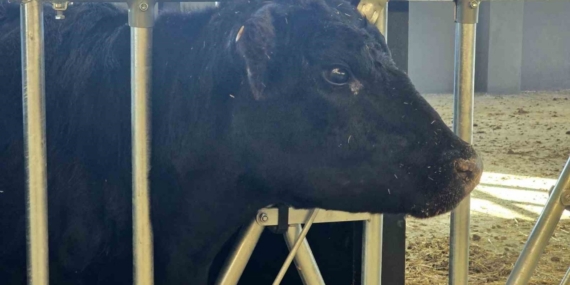 Kırsalda Bereket Hayvancılığa Destek Projesi, 2028 yılına kadar sürecek