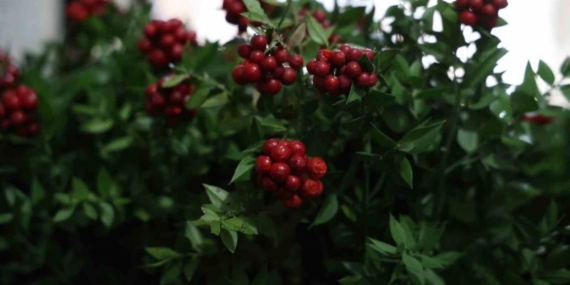 Kırşehir’de aralık ayının en çok tercih edilen çiçeği kokina oldu