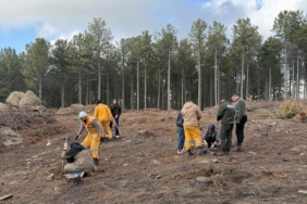 Kırşehir’den gelen üniversite öğrencileri Çine’de fidan dikti