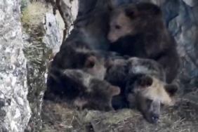 Kış uykusuna yatmaya hazırlanan ayı ailesi böyle görüntülendi