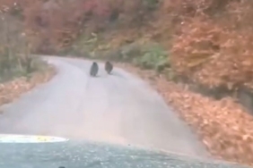 Kış uykusuna yatmayan yavru ayılar kameraya yakalandı