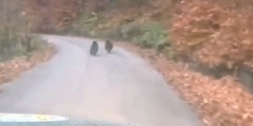 Kış uykusuna yatmayan yavru ayılar kameraya yakalandı