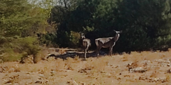 Kızıl geyikler aylar sonra Spil Dağı’nda yeniden görüntülendi