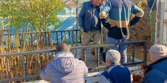 Koçarlı’da üreticiye 4 bin incir fidanı dağıtıldı