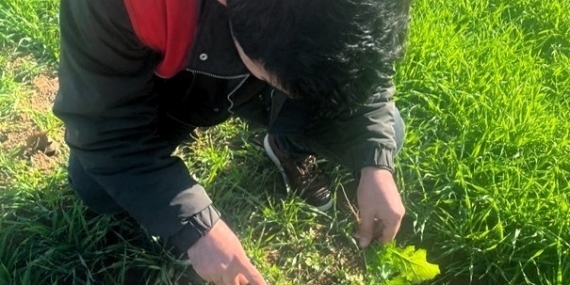 Kofçaz’da tarla faresine karşı etkin mücadele: Tarım arazilerinde fare tehdidi