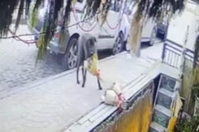 Kokina hırsızı sevimli köpek kameraya yakalandı