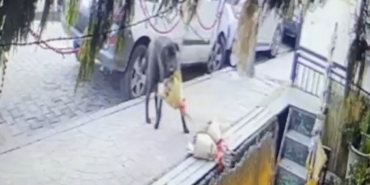 Kokina hırsızı sevimli köpek kameraya yakalandı