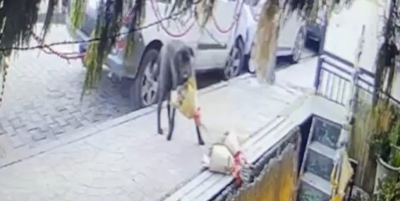 Kokina hırsızı sevimli köpek kameraya yakalandı