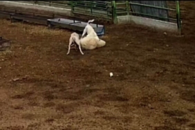 Konya’da sokak köpeklerinin saldırdığı koyun telef oldu