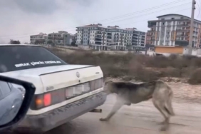 Köpeği aracın arkasına bağlayarak seyretti