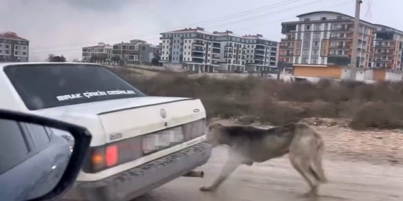 Köpeği aracın arkasına bağlayarak seyretti