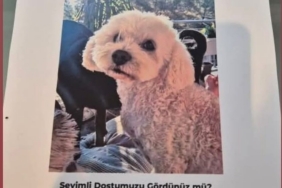 Köpeğini bulana 10 bin lira ödül verecek