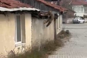 Köpek seslerini duyan tilkinin yaşadığı panik kamerada