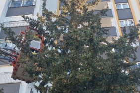 Köpekten kaçan kedi 3 gün ağaçta mahsur kaldı