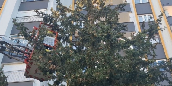 Köpekten kaçan kedi 3 gün ağaçta mahsur kaldı