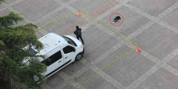 Köpekten örnek davranış: Polis şeridini ihlal etmedi