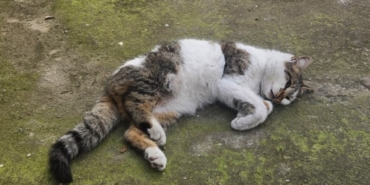 Korkuluğa saplanan kediyi itfaiyeciler kurtardı