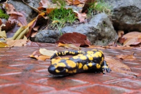 Koruma altındaki ’Benekli Semenderler’ Kemaliye’de görüntülendi