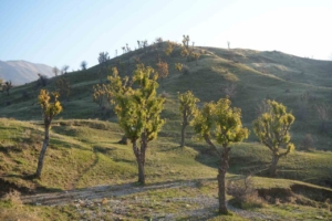 Köylüleri şaşırtan olay: Meşeler kış kapıdayken yeniden yeşerdi