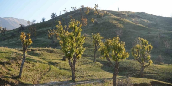Köylüleri şaşırtan olay: Meşeler kış kapıdayken yeniden yeşerdi