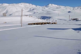 Koyunları için dondurucu soğukta yaylada kaldılar