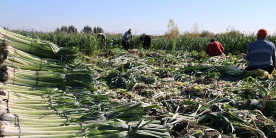 Kozan’da pırasa hasadı başladı: 20-22 TL’den alıcı buluyor