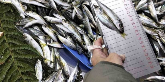 Küçük boy balık satışı yapan iş yerine ceza